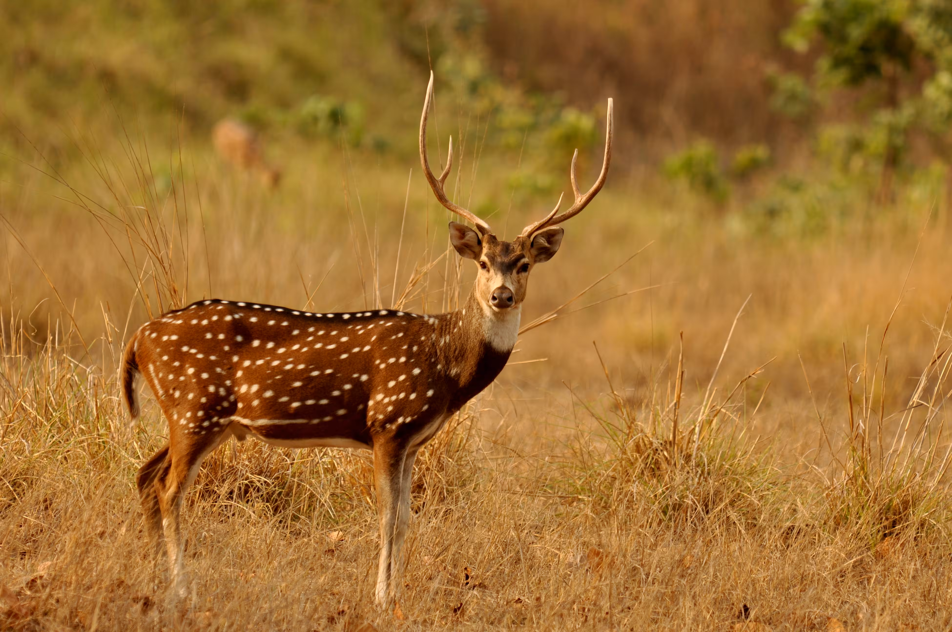 Deer